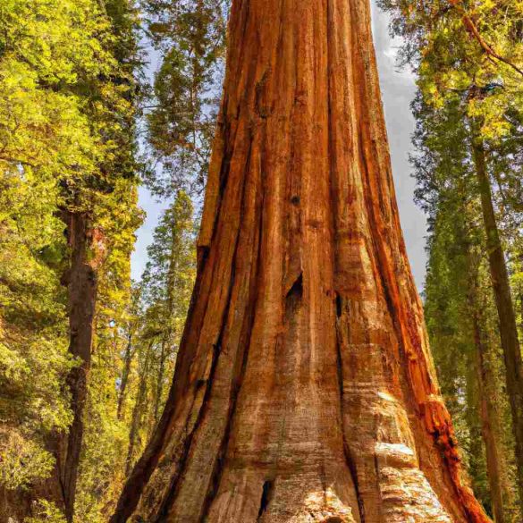 generale-sherman-alla-scoperta-dellalbero-piu-grande-del-mondo