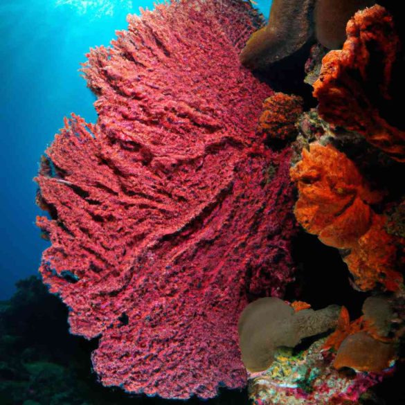 barriera-corallina-immersioni-ecoe28091friendly-e-isole-da-sogno-nel-queensland